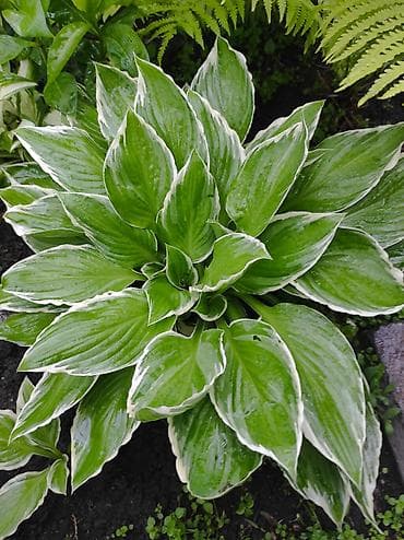 вишня куплю: Садовые многолетники хосты 100-400 сом, хризантемы жёлтые цветут с — 4