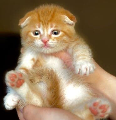 отдам даром шотландского вислоухого котенка: Скотиш Фолд (Шотландская вислоухая), 2 месяца, Мальчик, Красный, Приучена к лотку — 1