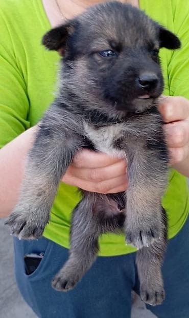 Животные: Собака даром: 1 месяц, Самка — 1