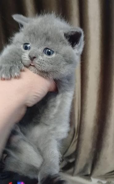 короткошёрстная: Британский короткошёрстный котёнок, окрас блю (голубой) — 4