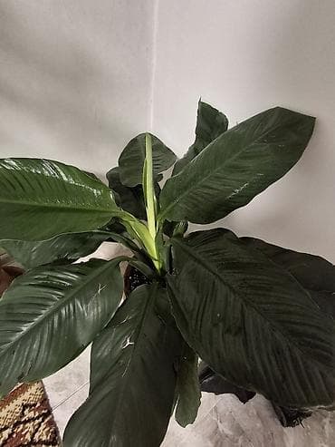 цветы драцена: Продаю не прихотливых, адаптированных комнатных цветов, Все виды — 4