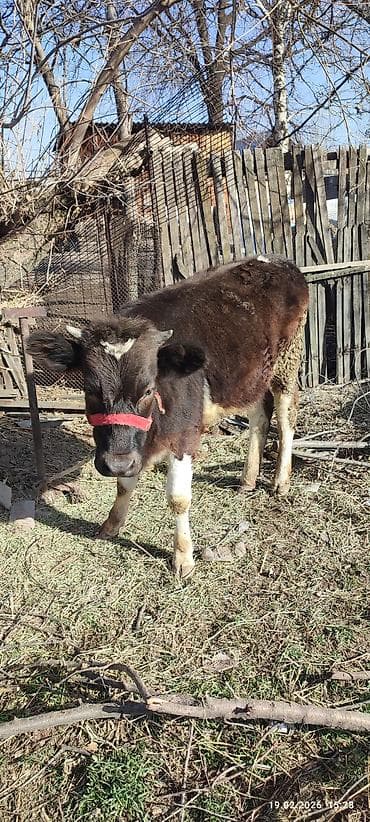 бычки бельгийская: Продаю | Музоо, торпок | Полукровка | На откорм | Привязанные — 2