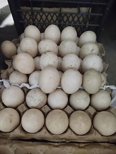 продажа утят: Мускусные утки (индоутки) и инкубационные яйца - Порода Яйцо — 6