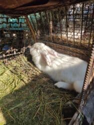 в связи с переездом отдам попугая жако в добрые руки: Продаю | Крольчиха (самка), Кролик самец | Для разведения — 4