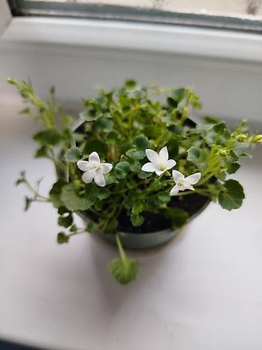 комнатные растения фото: Комнатные растения в горшках — коллекция из 4 видов: 1) Молочай Миля — 3