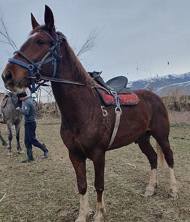 Үй жаныбарлары: Сатам | Жылкы (эркек) | Аргын | Ат спорту | Асыл тукумдуу — 7