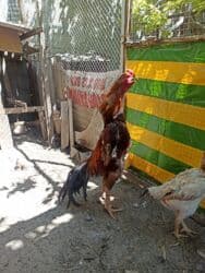 Шкафы для трансформатора: Продаю одного петуха и трёх курей, мастер грей крупные, куры несутса — 7