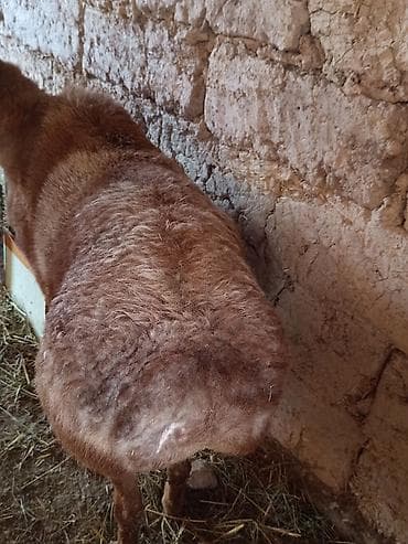 брама ош: Продаю | Баран (самец) | Для разведения — 3