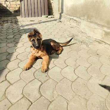 Ит бекер берем: Немис овчаркасы, 3 айлык, Эркек, Эмделген, Ит тегин тастыктоочу документ — 4