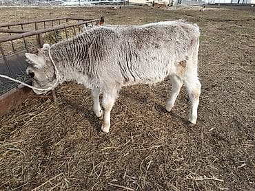 Рыбы: Продаю | Бык (самец) | На откорм | Привязанные — 1