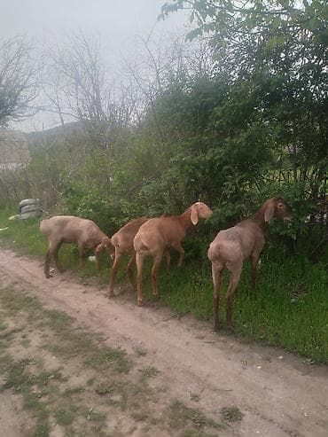 купить кормовых насекомых: Продаю | Ягненок | Арашан | Для разведения | Ярка — 8