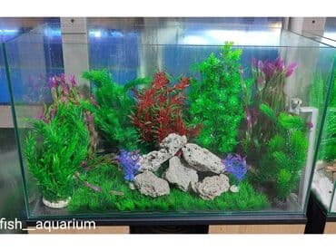 аквариумная рыбка: Различные декорации для оформления аквариумов. Растения, коряги — 2