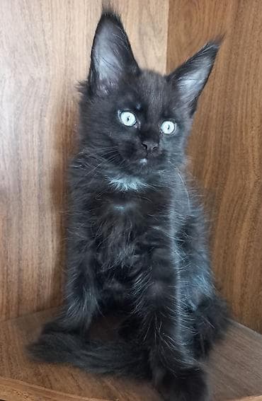сиамский кошка: 🐾🐈Котята мейн-кун готовы к переезду! Отличный помёт с шикарными — 6
