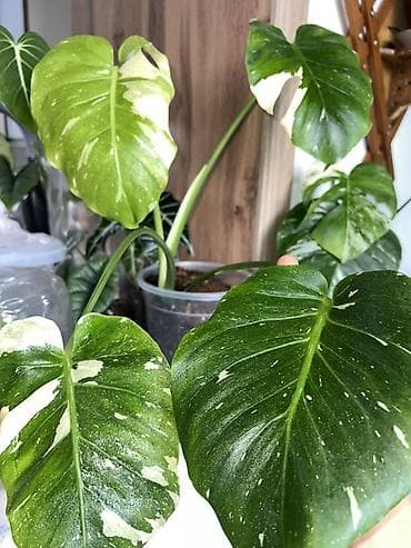 монстера альба купить: Монстера Тайское созвездие 😍 С мощными корнями в отличном новом — 1