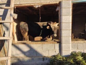 купить щенка немецкой овчарки в бишкеке: Швиц бука сатылат Бир жаш сегиз ай бою Бир 43 чыгат — 7