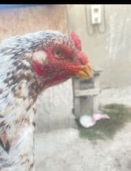 срочно продаю в связи с переездом: Сатам | Тооктор | Тебиштирүүчү | Көбөйтүү үчүн — 2