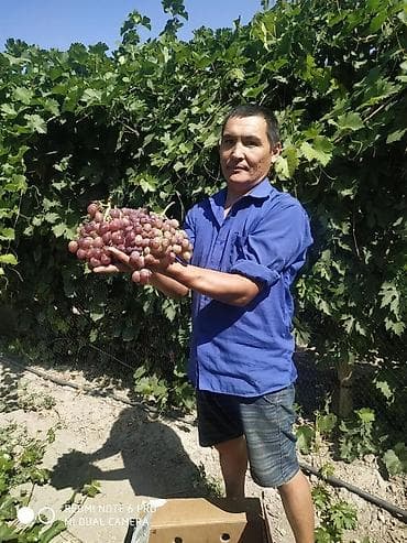 кон: Виноград В розницу — 6