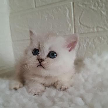 Вязка кошек: Скотиш Страйт (Шотландская прямоухая), 2 месяца, Девочка, Серебристая шиншилла, Приучена к лотку, Проглистована — 9