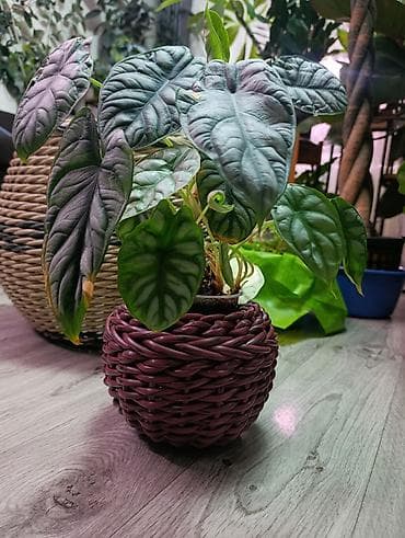 пласмас ящик: Плетёные кашпо — ручная работа - Назначение: декоративные — 6