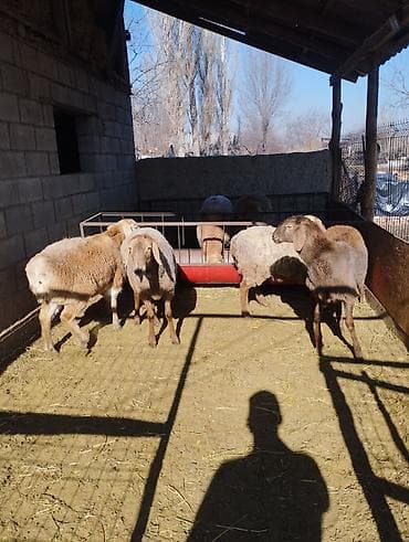 баран допер: Продаю | Ягненок | Арашан | Для разведения | Ярка — 1
