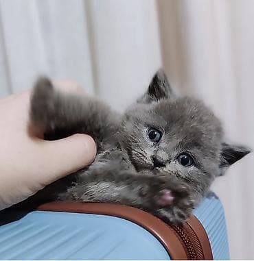 голубая шотландская кошка: Продаётся чистокровный шотландский котёнок — 6