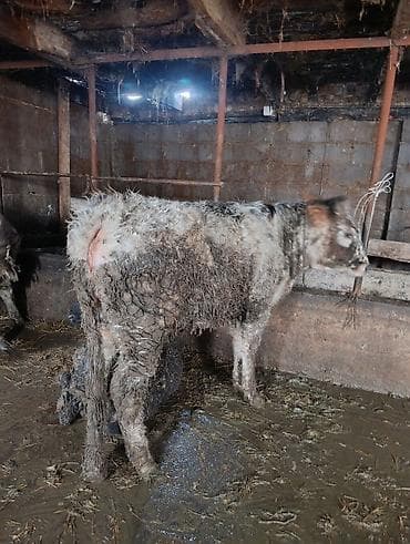 Үй жаныбарлары үчүн товарлар: Сатам | Музоо | Бордоп семиртүү үчүн | Байланган — 2