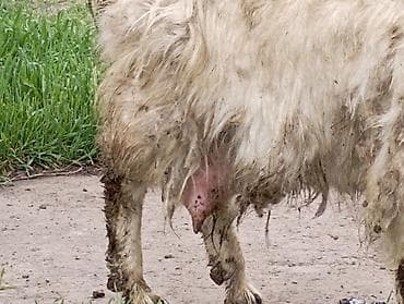 мыло коза: Продаю | Коза (самка) | Для молока — 4