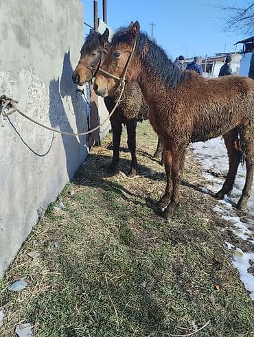 Продаю | Жеребенок | Полукровка | Для разведения | Племенные