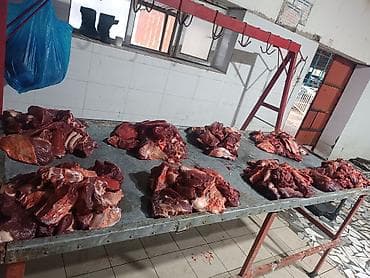 ечки кой: Касапчылык баардык кызматтарды жазайбыз - Цельная тушка молодого — 9