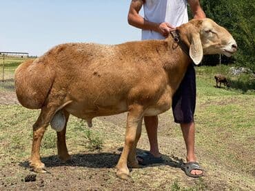 Продаю | Баран (самец) — 1