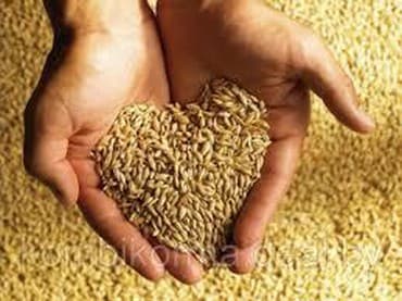 костная мука для животных: Продажа кормов КРС МРС ячменя,кукурузы,отруби,соль У нас имеется — 4