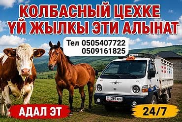 С/х животные и товары: Приём скота для колбасного цеха. - Закупаем крупный рогатый скот и — 1