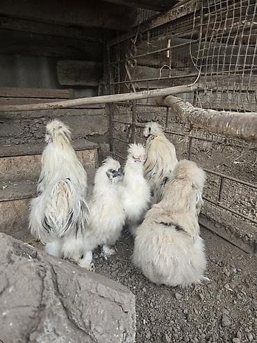 курица карлик: Продаю | Куры — 5