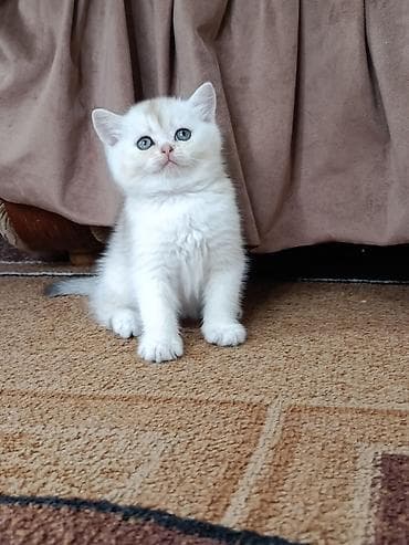 тайская кошка: Скотиш Страйт (Шотландская прямоухая), 1 месяц, Мальчик — 10