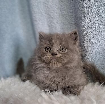 scottish fold: Скотиш Страйт (Шотландская прямоухая), 2 месяца, Мальчик, Голубой, Приучена к лотку, Проглистована — 1
