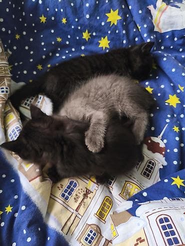 Котята, помет из нескольких малышей. Окрас: два черных и один серый