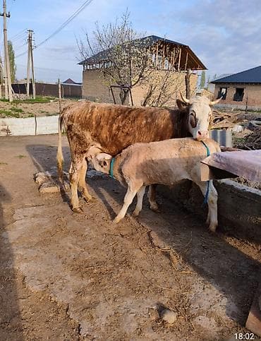жылкы жаныбар: Сатам | Уй (ургаачы) | Аргын | Көбөйтүү үчүн | Музоологондон кийин — 1