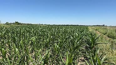 рыбная мука: Продается Кукуруза 🌽 для Силоса Российское семена, до 70 га Адрес — 6