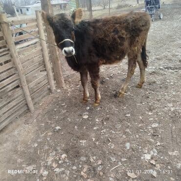 кел кел: Сатам | Бука (эркек) | Аргын | Бордоп семиртүү үчүн | Байланган — 8