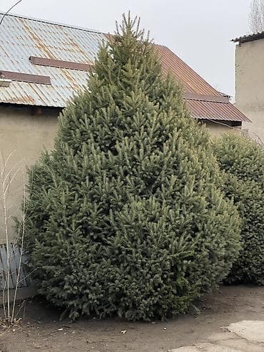 Бакча эмереги: Көчөттөр дарактардын: Карагайлар, Акылуу жеткирүү — 1