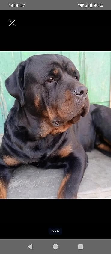 ит нарын: Открыта бронь на щенков ротвейлера две девочки с родословной родители — 4