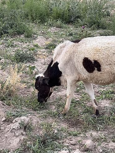 куда можно отдать кошку в бишкеке: Продаю | Тёлка | Полукровка, Алатауская, Симментальская | Для разведения, Для молока | Племенные, Искусственник — 10