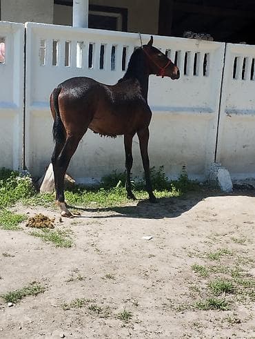 мышык кичинекей: Сатам | Тай | Ат спорту — 2