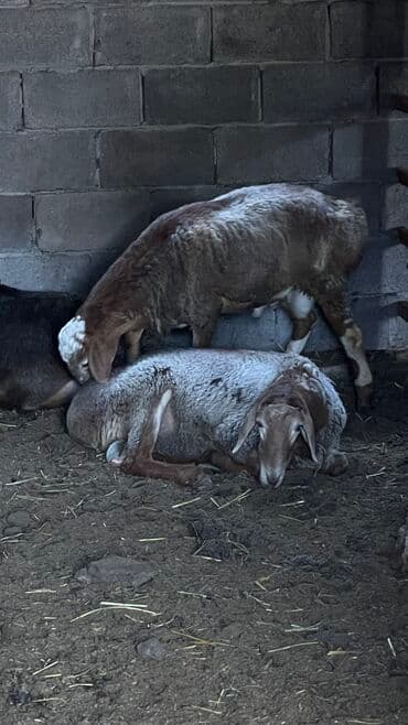 купить кошку бишкек: Продаю | Баран (самец) | Гиссарская, Эдильбаевская, Арашан | На забой | Племенные — 2