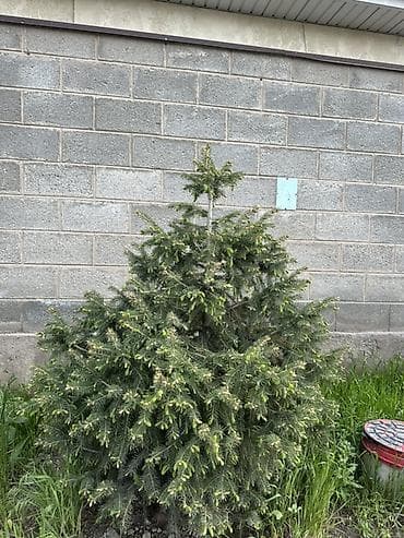 свечка: Ель (вероятно, канадская/серая, Picea glauca), компактная — 3