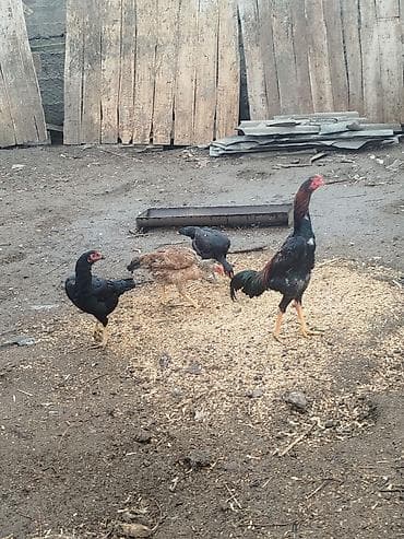 Продаю | Петух | Бойцовая | Для разведения