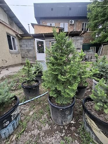 grow a garden: Хвойные саженцы в контейнерах - Разные виды и формы: карликовые ели и — 2