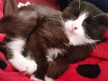 Үй жаныбарлары: Шотландский вислоухий котёнок (окрас: чёрно-белый, биколор) - Порода — 3