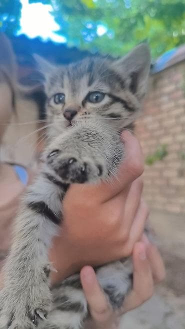 каракол кошка: Отдам 1 мец котят в хорошие и добрые руки — 5