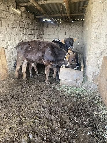 ат тырмо: Продаю | Тёлка | Полукровка | На откорм | Привязанные — 2